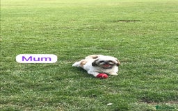 Shih Tzu dogs for sale: KC Registered Breed Standard Shih Tzu Puppies - Image 9
