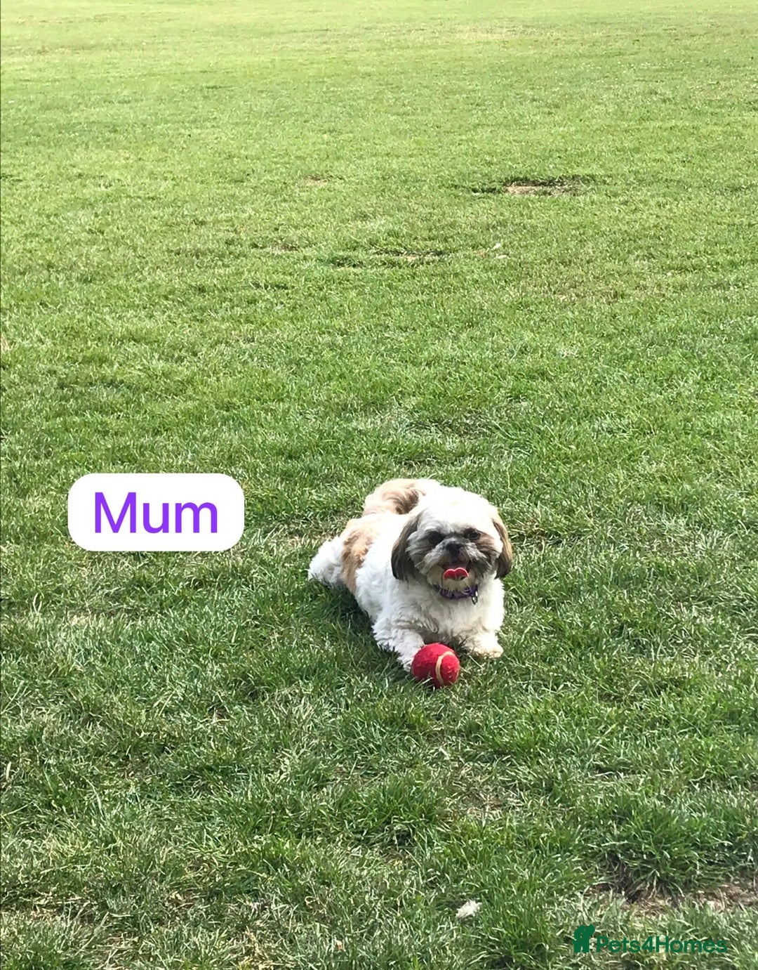Shih Tzu dogs for sale: KC Registered Breed Standard Shih Tzu Puppies - Image 9