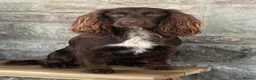 Cocker Spaniel dogs for sale: Liver (Chocolate) Working Cocker Spaniel Puppies - Advert 23