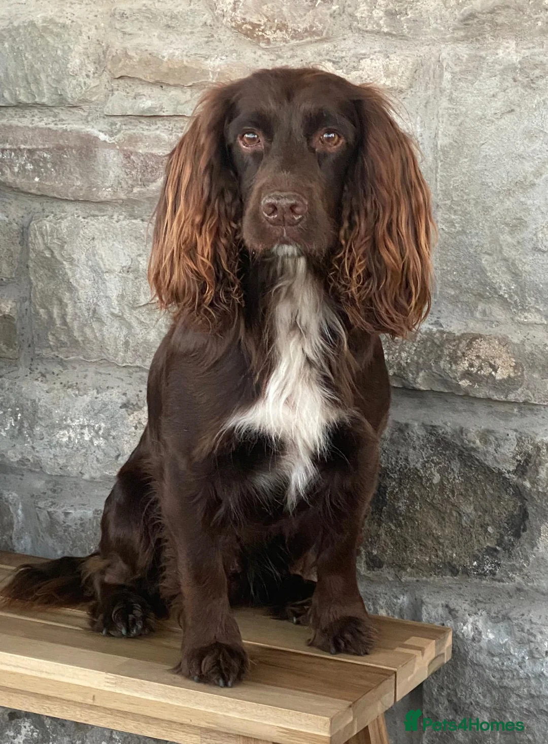 Cocker Spaniel dogs for sale: Liver (Chocolate) Working Cocker Spaniel Puppies - Advert 23