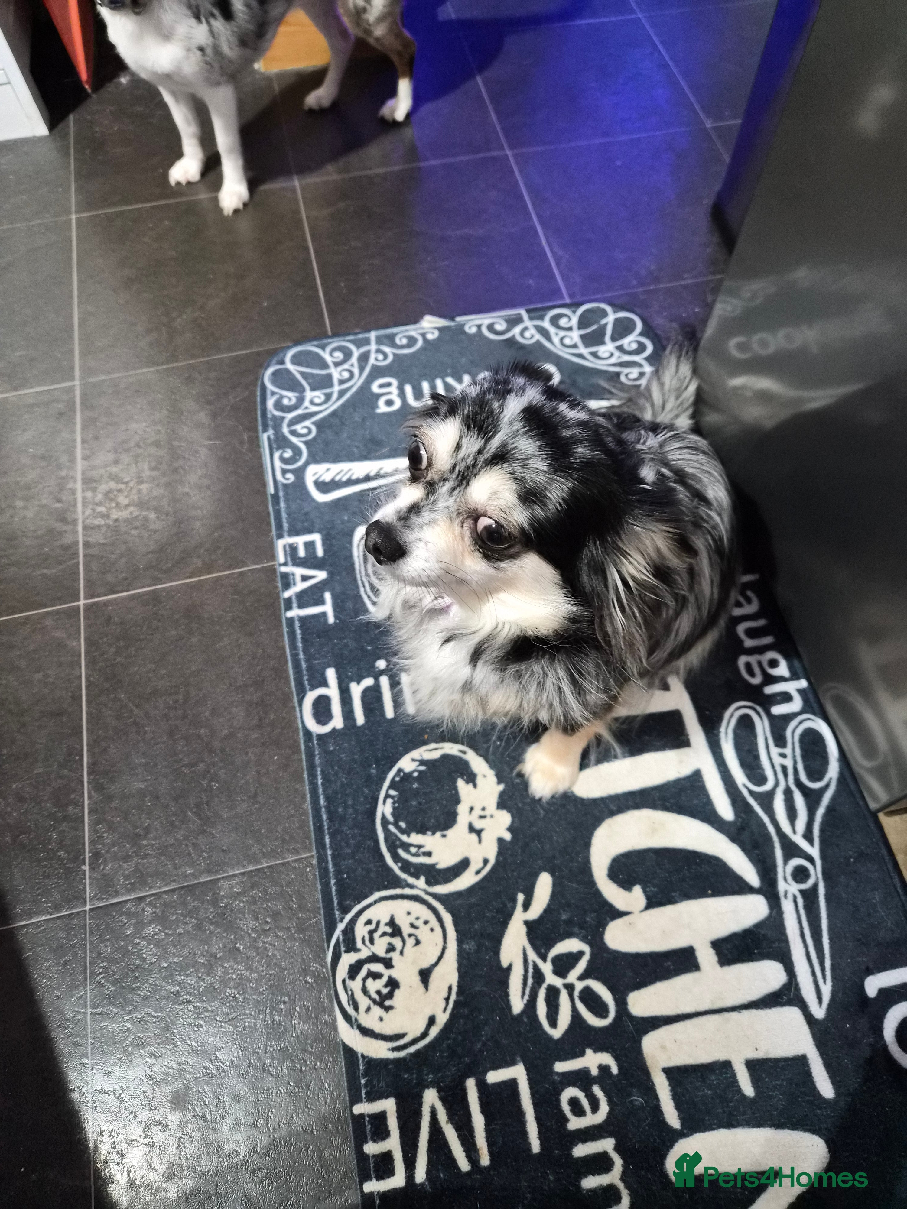 Chihuahua dogs Full Chihuahua puppies - Advert 1