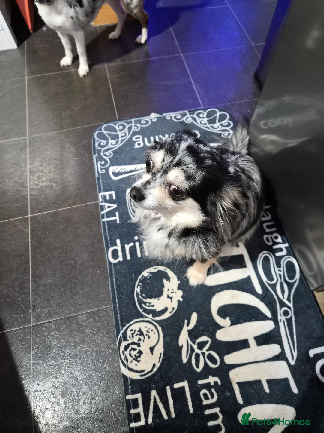 Chihuahua dogs for sale: Full Chihuahua puppies - Advert 1