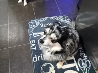 Chihuahua dogs Full Chihuahua puppies - Advert 10