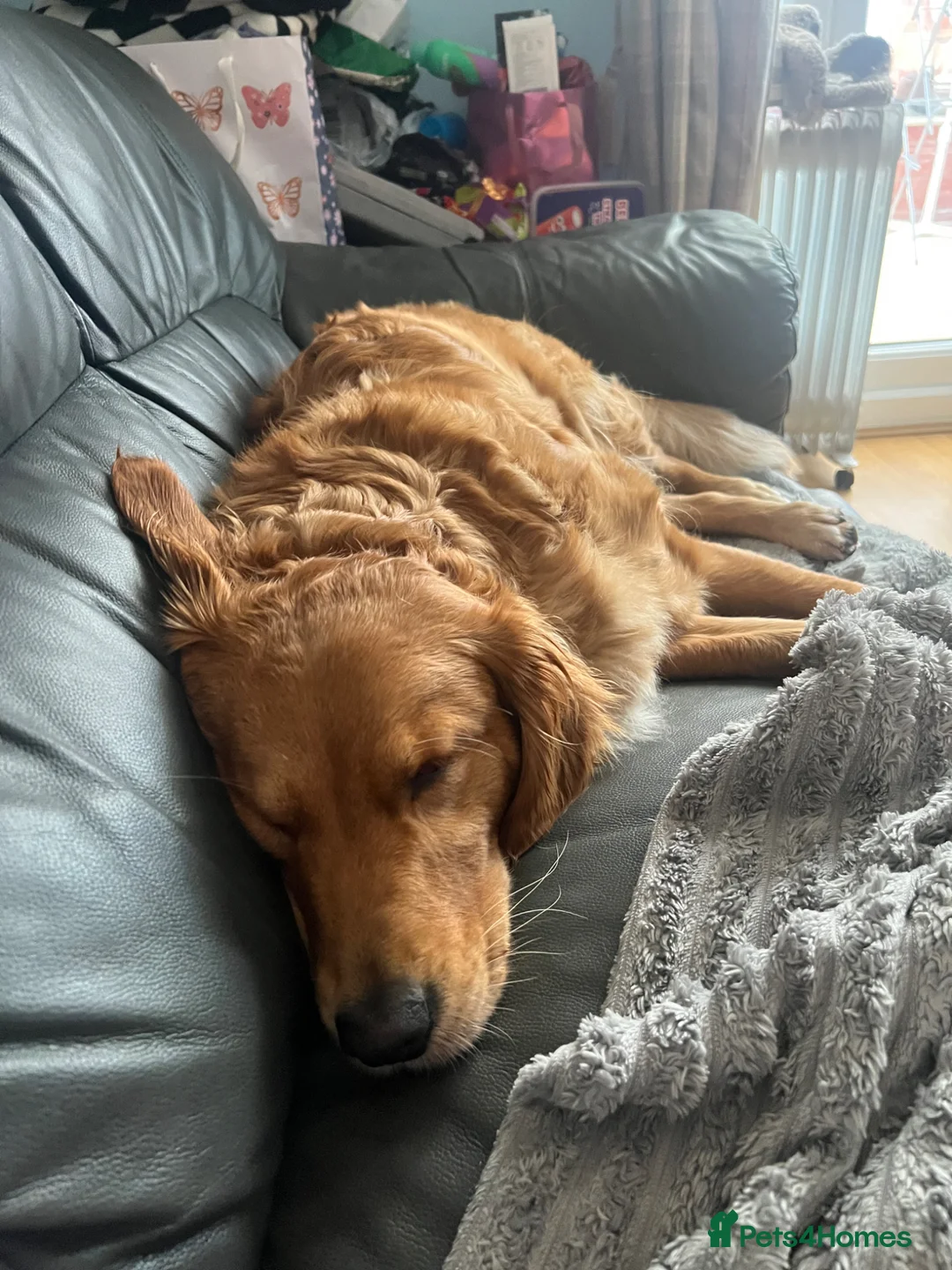 Golden Retriever dogs for sale: FOX RED GOLDENS DUE MAY 1st in Leicester - Advert 2