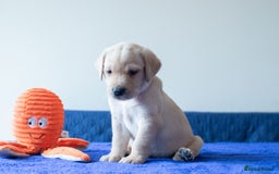 Labrador Retriever dogs for sale: Adorable Labrador Retriever Puppies  🐶💛 - Image 21
