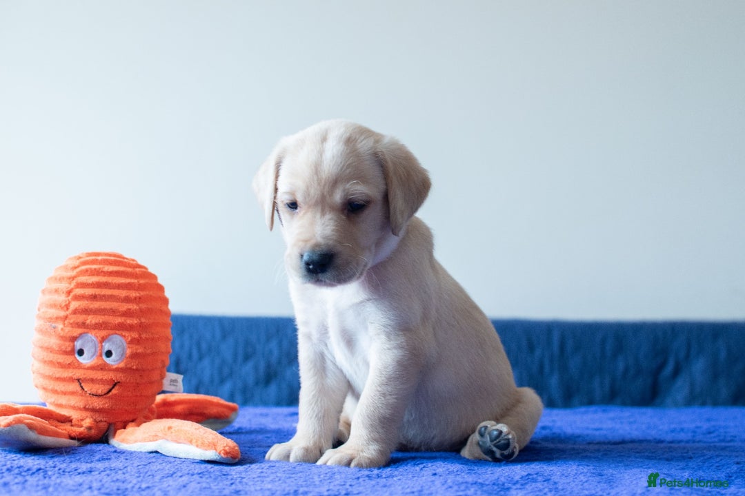 Labrador Retriever dogs for sale: Adorable Labrador Retriever Puppies  🐶💛 - Image 21