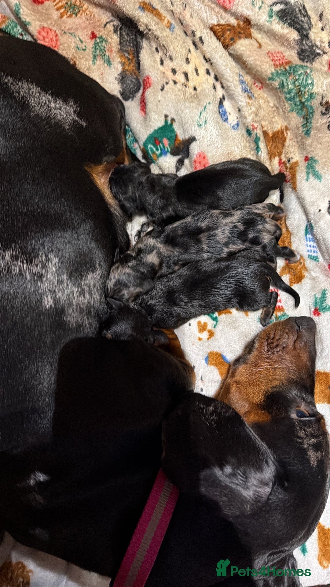 Dachshund dogs for sale: Dachshund puppies for sale - Advert 2