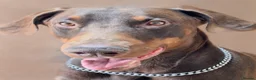 Dobermann dogs for stud: King Zeus-Proven Stud - Advert 4