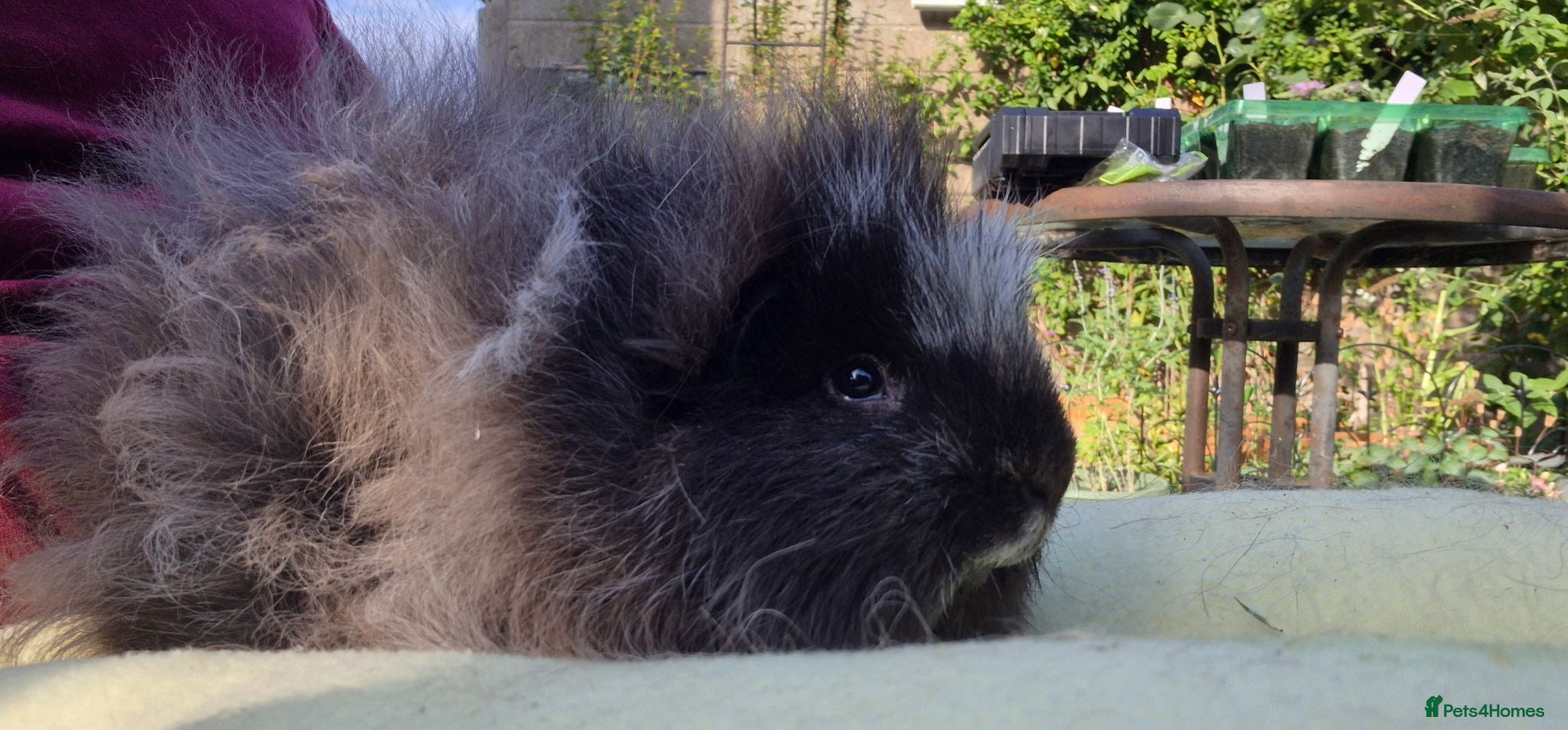Guinea Pig rodents Cuddly Swiss Boar - Advert 2