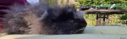 Guinea Pig rodents for sale: Cuddly Swiss Boar - Advert 2