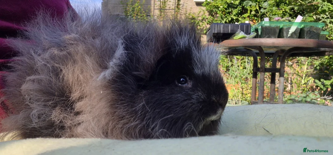 Guinea Pig rodents for sale: Cuddly Swiss Boar - Advert 2