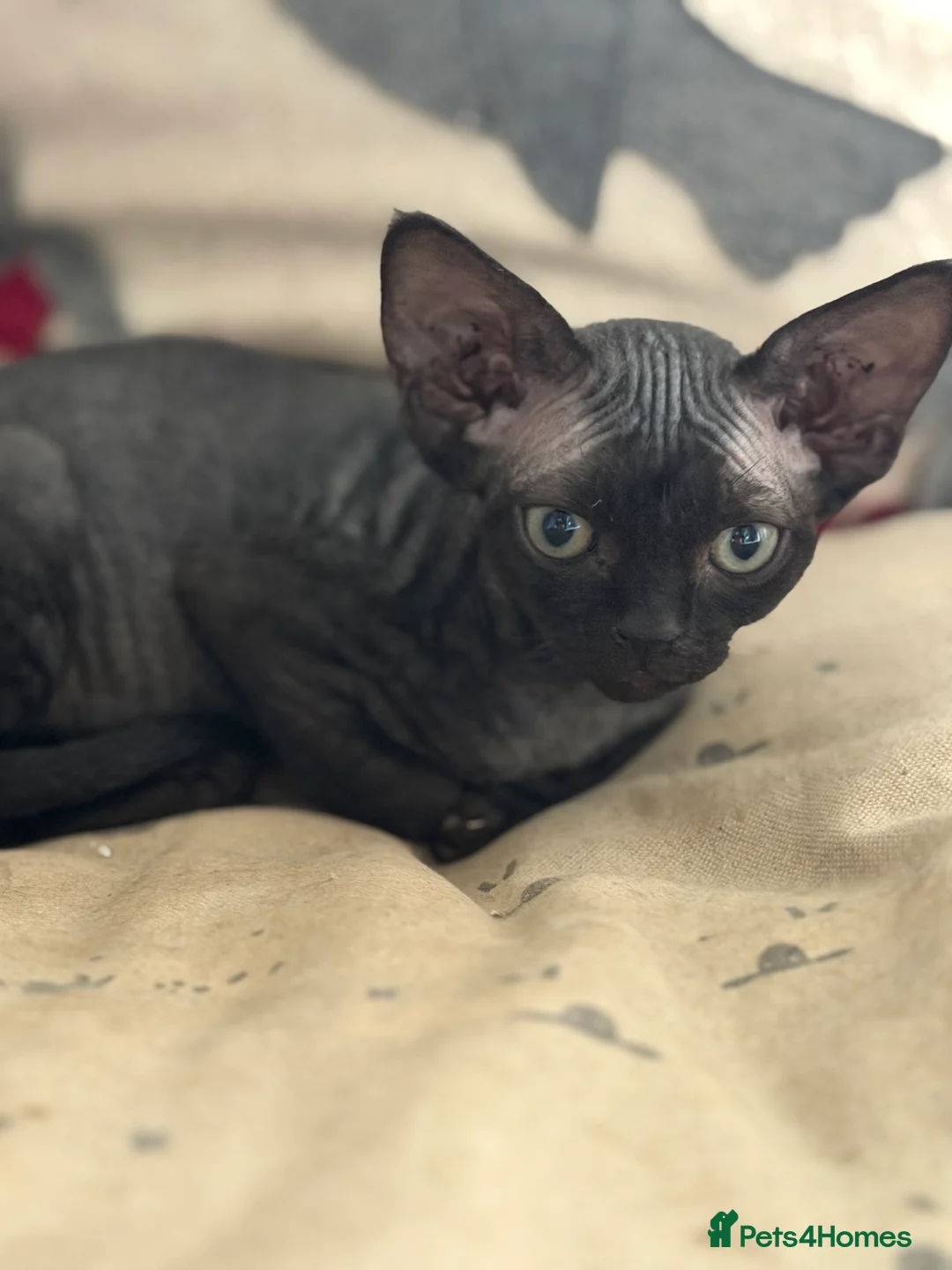 Devon Rex cats for sale: Two mischievous Devon Rex boys  - Advert 2