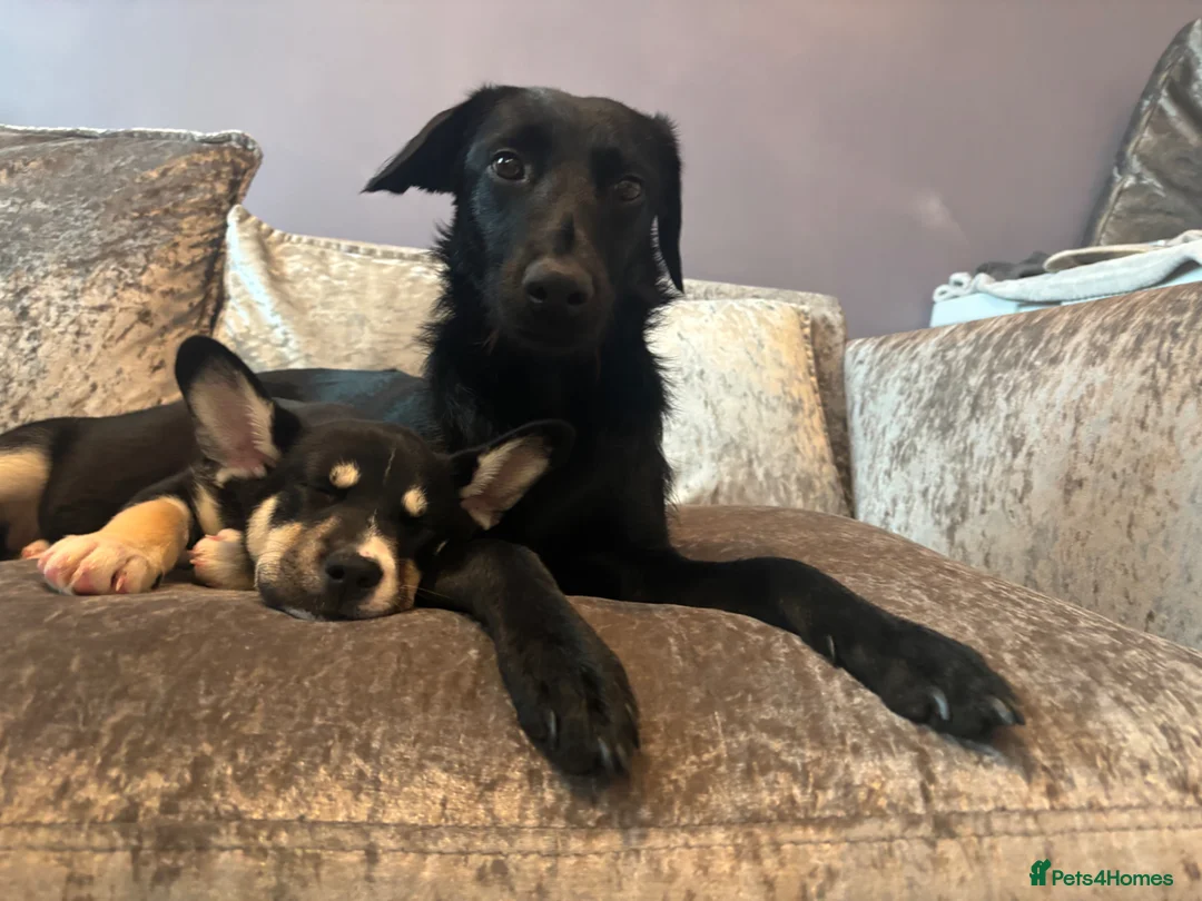 Mixed Breed dogs for sale: Husky X Frenchie  - Advert 4