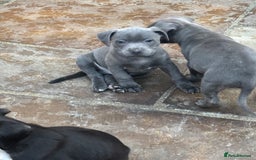 Staffordshire Bull Terrier dogs for sale: Blue Staffordshire bull terrier puppies  - Image 5