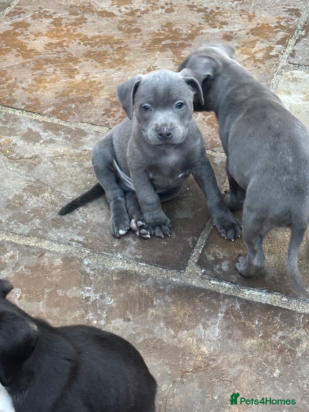 Staffordshire Bull Terrier dogs for sale: Blue Staffordshire bull terrier puppies  - Image 5