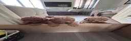Cavapoo dogs for sale: Beautiful tiny f1bb cavapoo puppies PRA clear - Advert 3