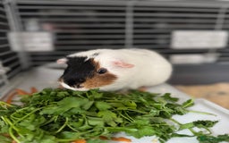 Guinea Pig rodents for sale: Guinea Pig looking for a new home  - Image 2