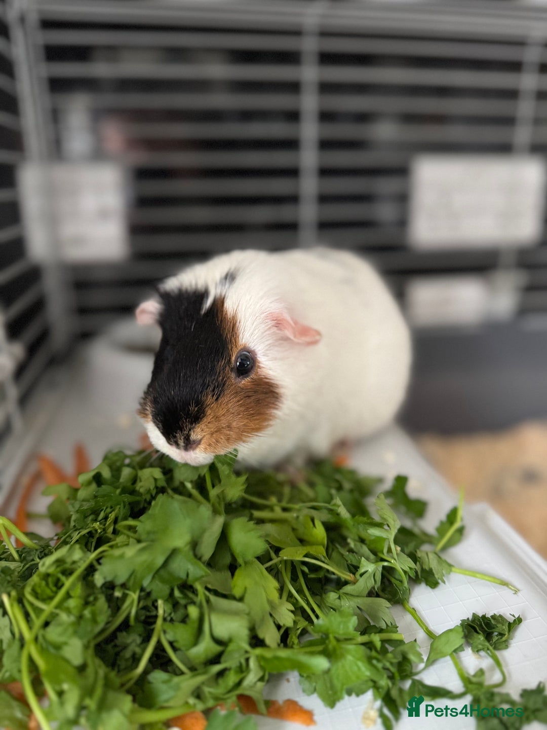 Guinea Pig rodents for sale: Guinea Pig looking for a new home  - Image 2