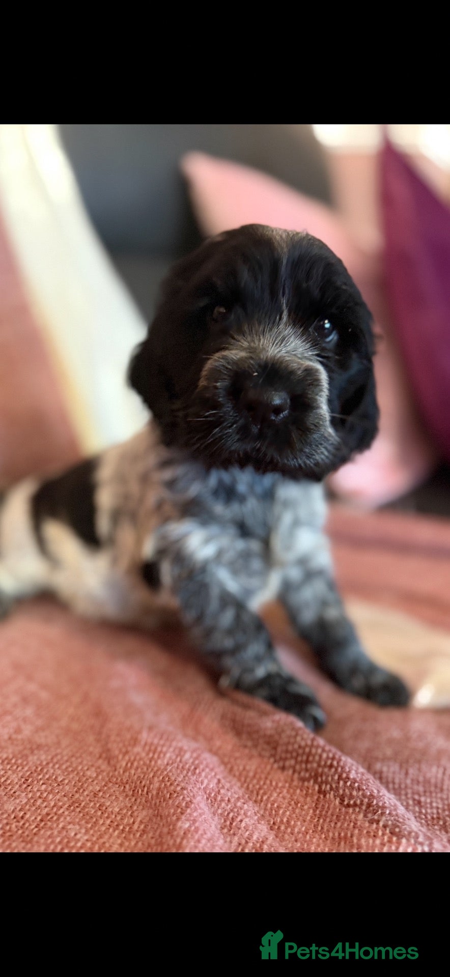 Cocker Spaniel dogs Beautiful blue roan cocker spaniel girl - Advert 5