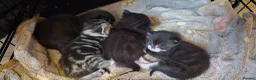 Mixed Breed cats for sale: Bengal cross kittens  - Advert 8