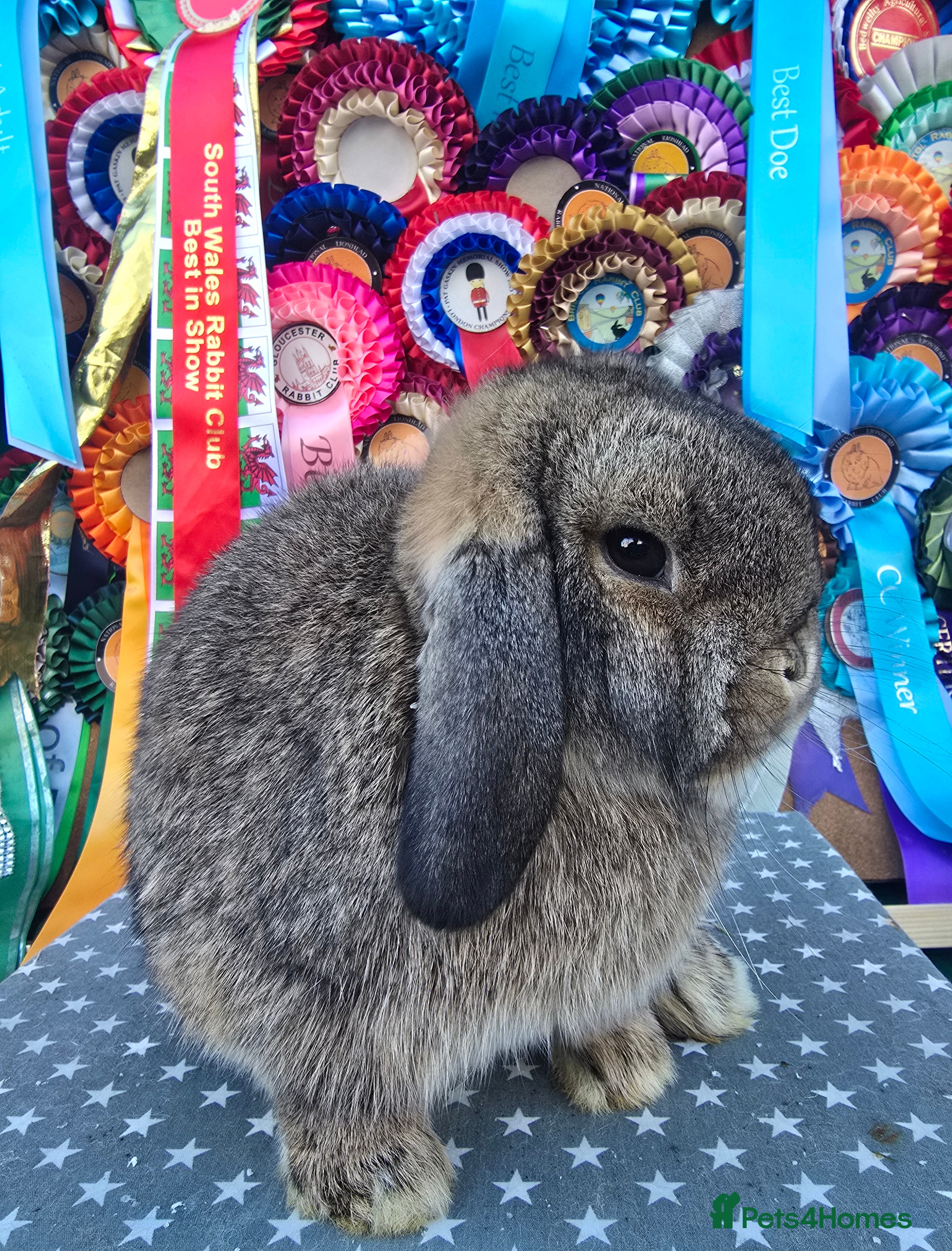 Mini Lop rabbits 3 gorgeous mini lops does available  - Advert 2