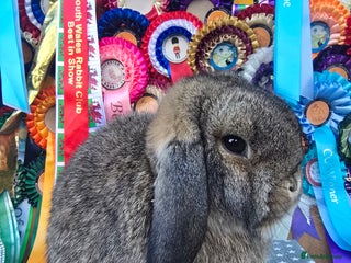 Mini Lop rabbits 3 gorgeous mini lops does available - Advert 1
