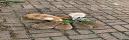 Netherland Dwarf rabbits for sale: Netherland Dwarf / Cross Baby Rabbits  - Advert 19