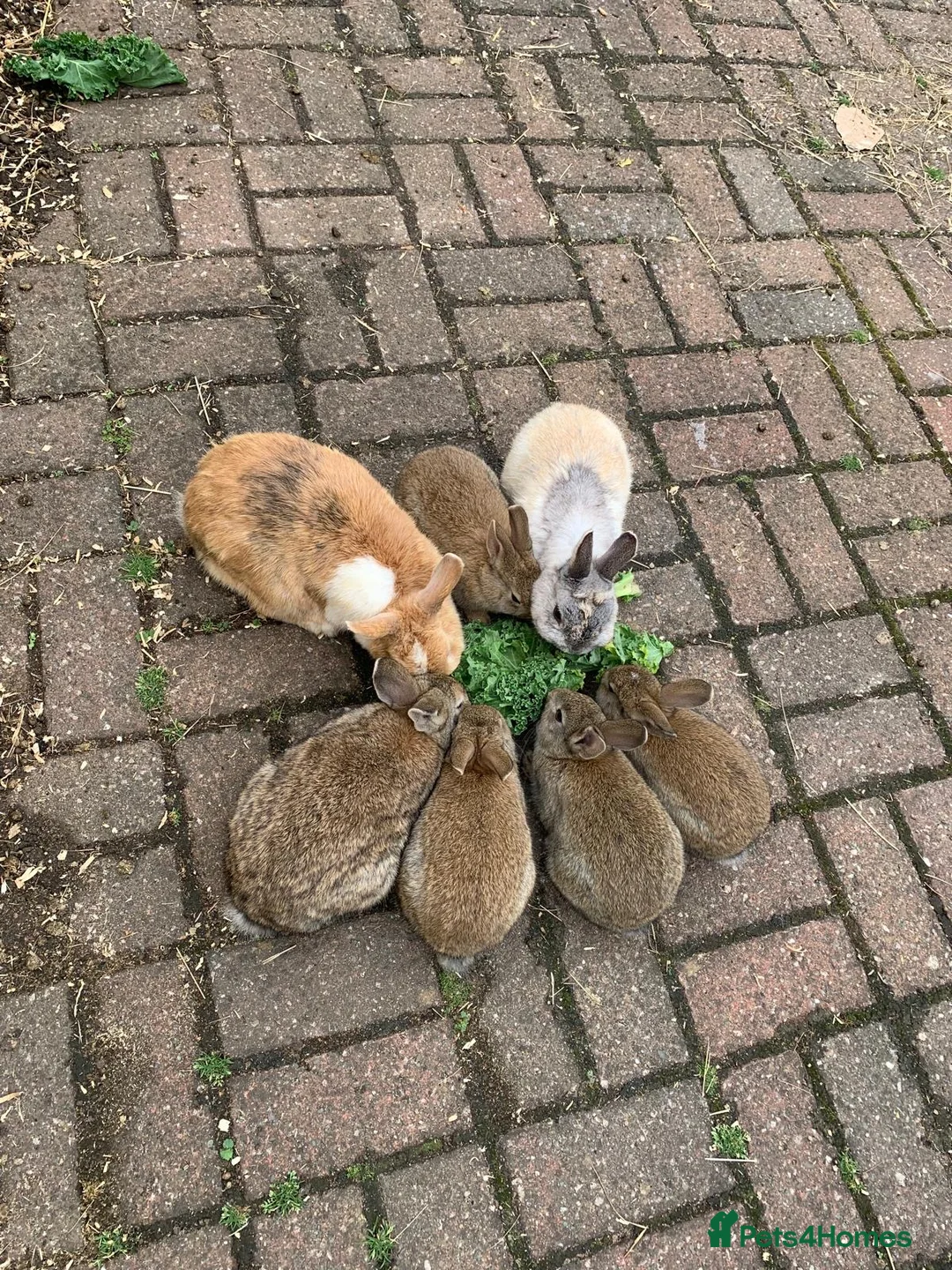 Netherland Dwarf rabbits for sale: Netherland Dwarf / Cross Baby Rabbits  - Advert 19
