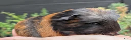 Guinea Pig rodents for sale: Gorgeous Guinea pig pups - Advert 12
