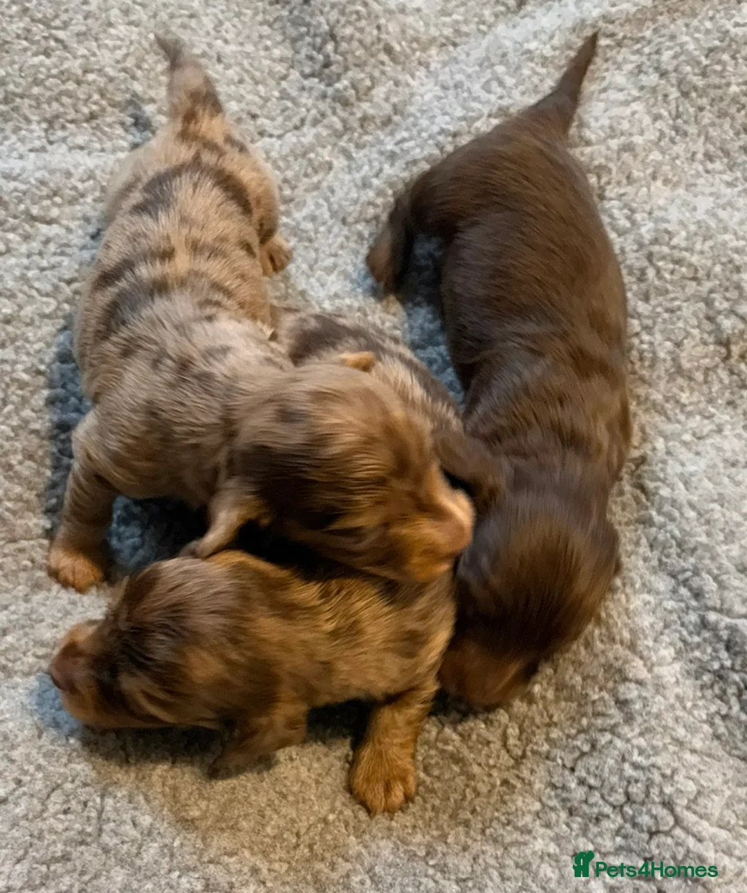 Miniature Dachshund dogs for sale: Beautiful long hair miniature dachshund pups - Advert 4