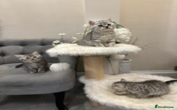 British Shorthair cats for sale: Silver Spotted Full Pedigree Registered BSH - Image 5
