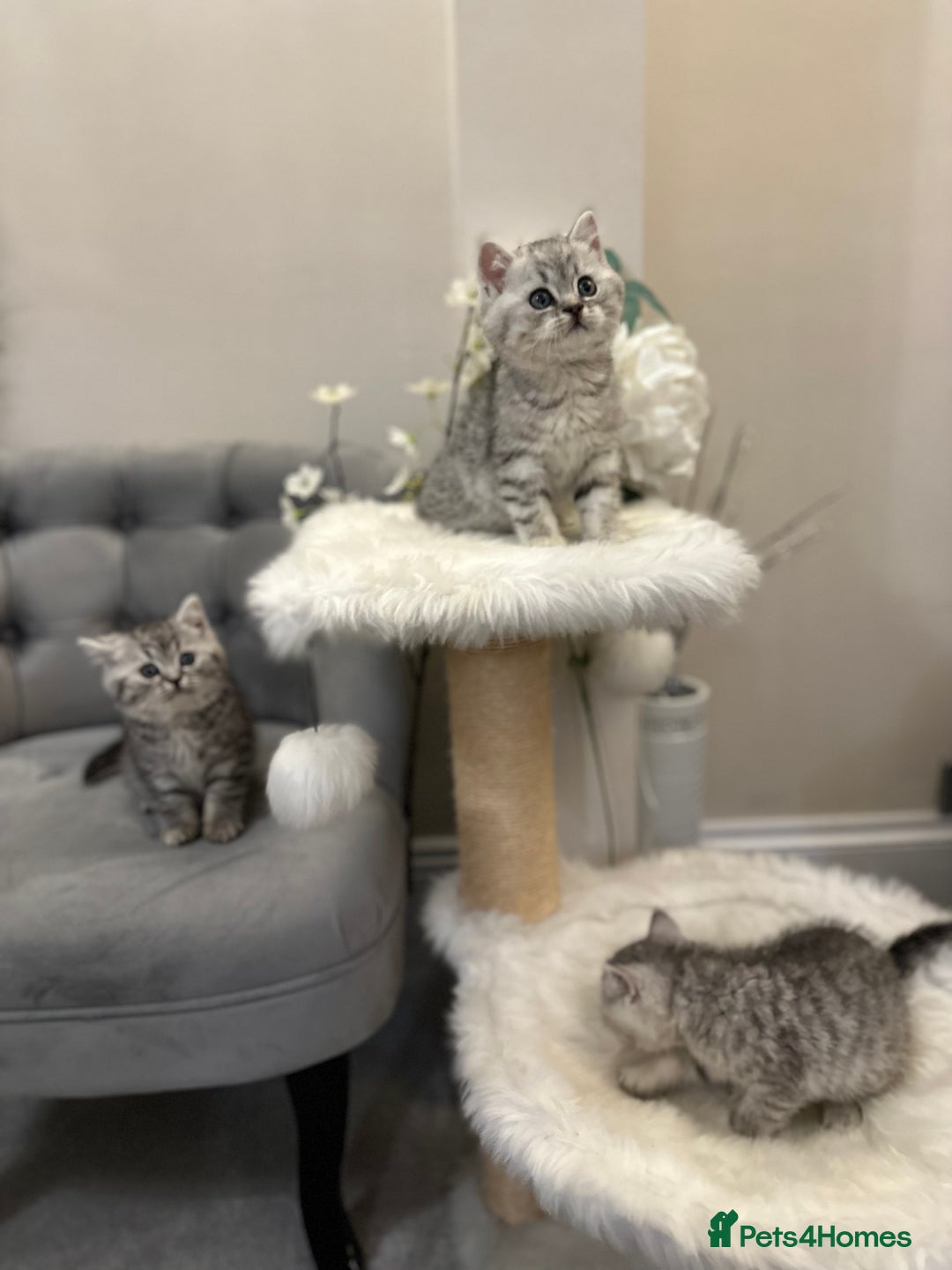 British Shorthair cats for sale: Silver Spotted Full Pedigree Registered BSH - Image 5
