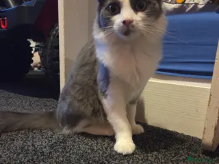 Mixed Breed cats Tilly - Advert 1