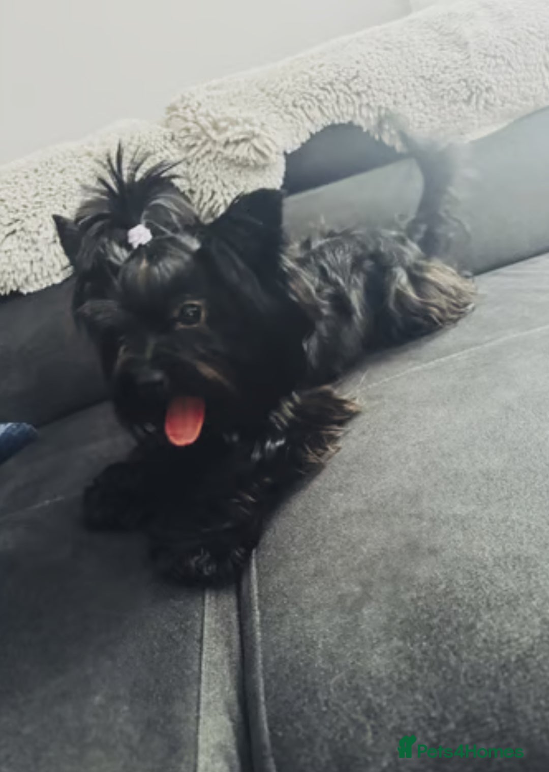Yorkshire Terrier dogs for stud: Yorkshire terrier black stud boy - Image 1