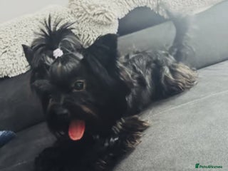 Yorkshire Terrier dogs - Advert 27