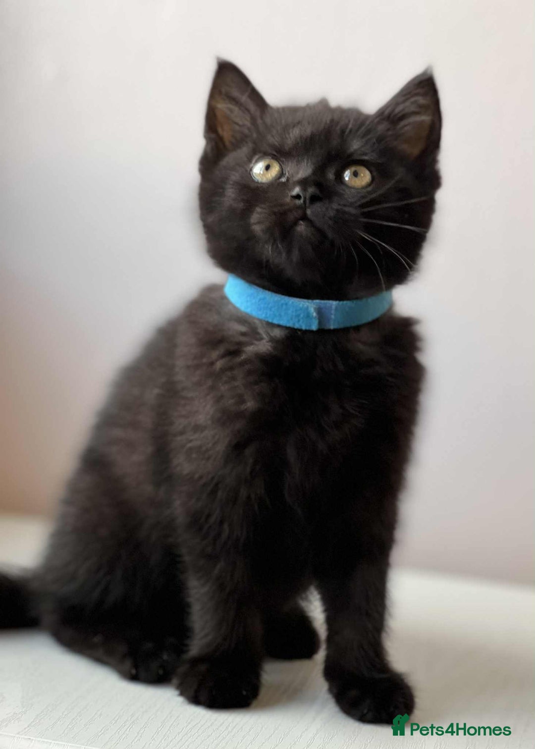 British Shorthair cats for sale: British Shorthair kittens - Image 22