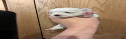 Maltese dogs for sale: Stunning Maltese puppies - Advert 7