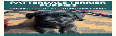 Patterdale Terrier 1