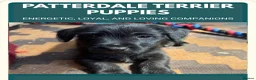 Patterdale Terrier dogs for sale: Little Paws, Big Personality - Advert 7