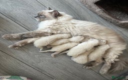 Ragdoll cats for sale: 7 Gorgeous Ragdoll Kittens - Image 2