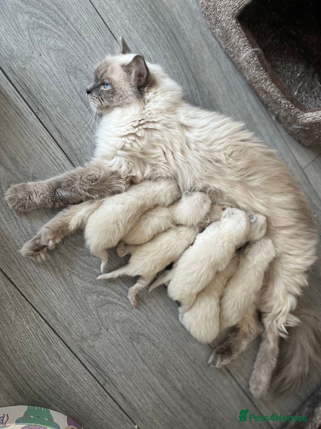 Ragdoll cats for sale: 7 Gorgeous Ragdoll Kittens - Image 2