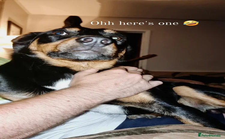 Mixed Breed dogs - Advert 4