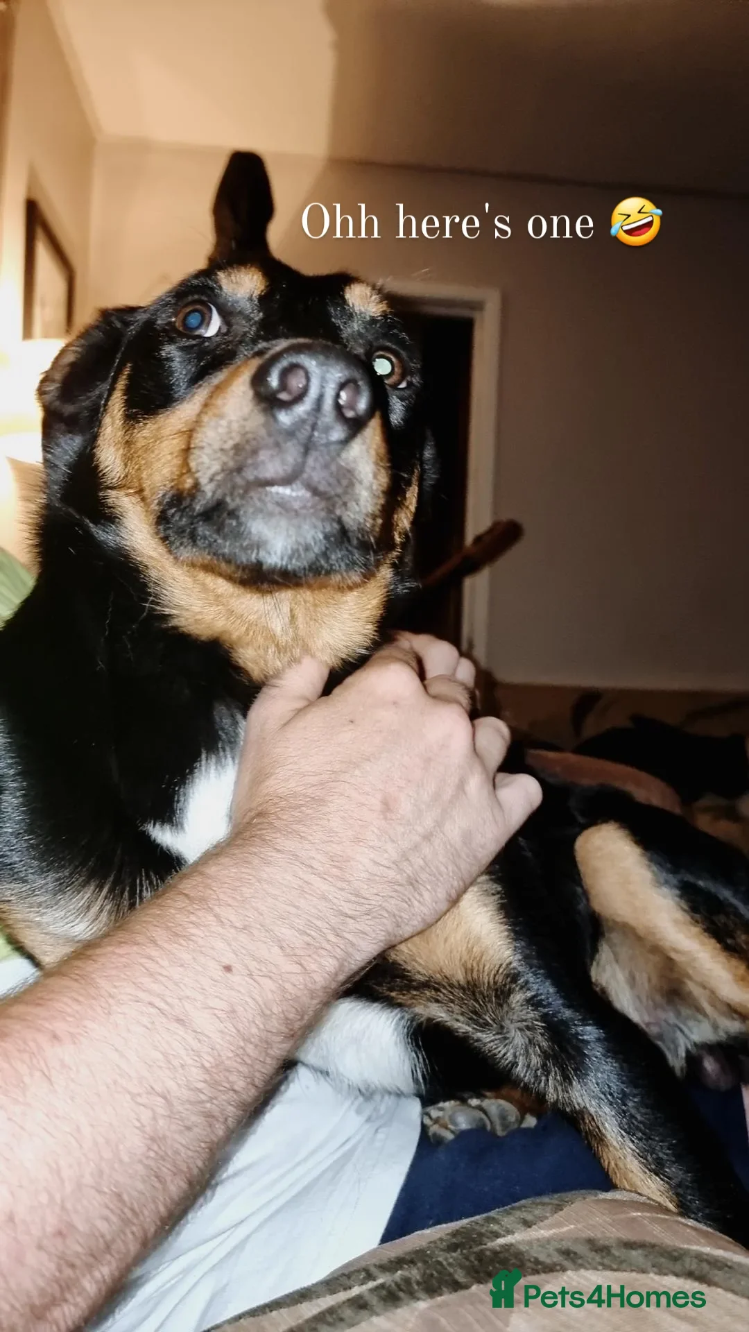 Mixed Breed dogs for sale: Kelpie cross wants to work - Image 1