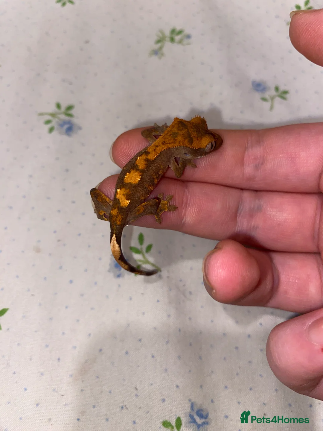 Gecko reptiles for sale: unsexed crested geckos - Advert 3