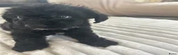 Jackapoo dogs for sale: 🐶🩷🩷jackapoos💙💙🐩 - Advert 5