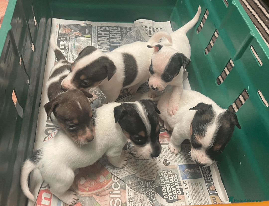 Jack Russell dogs for sale: Jack Russell Puppies - Advert 9