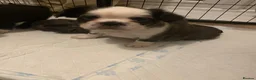French Bulldog dogs for sale: 🐾 FLUFFY FRENCHIE GIRLS 🐾  - Advert 11