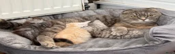 British Longhair cats for sale: Rare Fluffy Cream British longhair Kitten  in Bradford - Advert 6