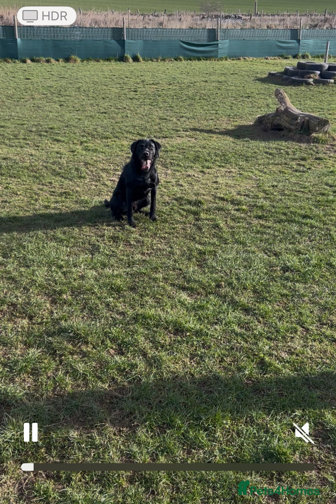 Mixed Breed dogs for sale: Beautiful lab/pointer boy for sale - Image 6