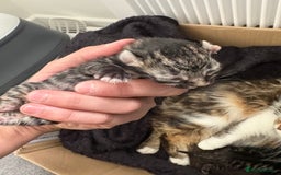 Mixed Breed cats for sale: Looking for their forever home! - Image 4